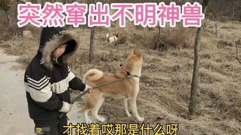 娱乐圈爆料50条狗视频,50条狗视频背后的娱乐圈秘密大揭秘 第2张 娱乐圈爆料50条狗视频,50条狗视频背后的娱乐圈秘密大揭秘 第2张